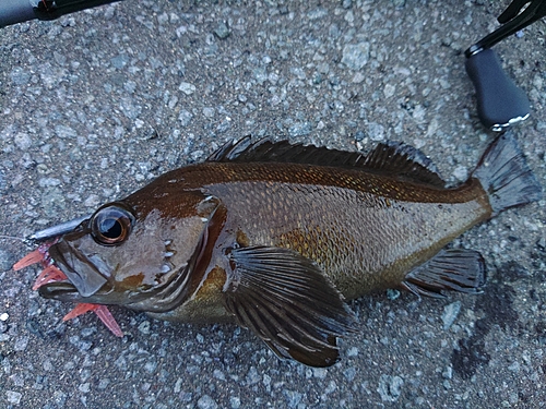 ガヤの釣果