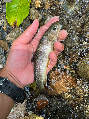 ニッコウイワナの釣果