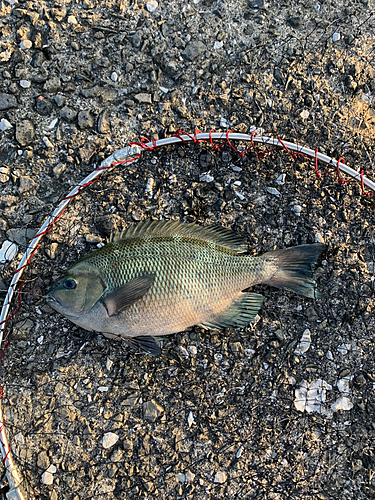 メジナの釣果