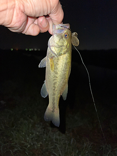 ラージマウスバスの釣果