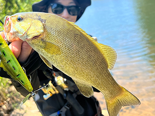 スモールマウスバスの釣果