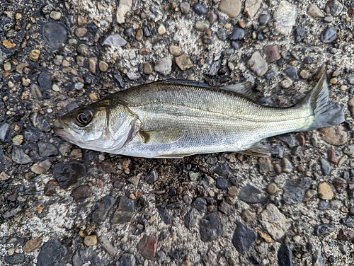 セイゴ（マルスズキ）の釣果