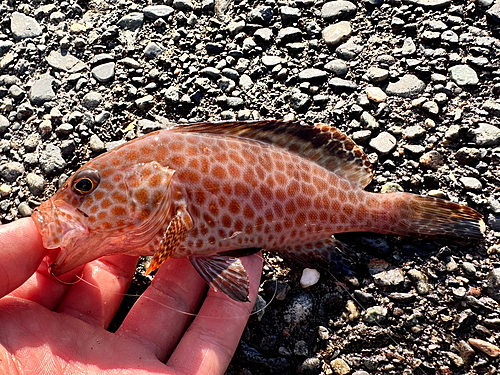 オオモンハタの釣果