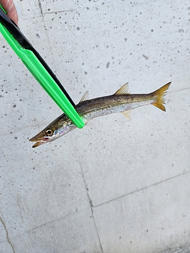 カマスの釣果