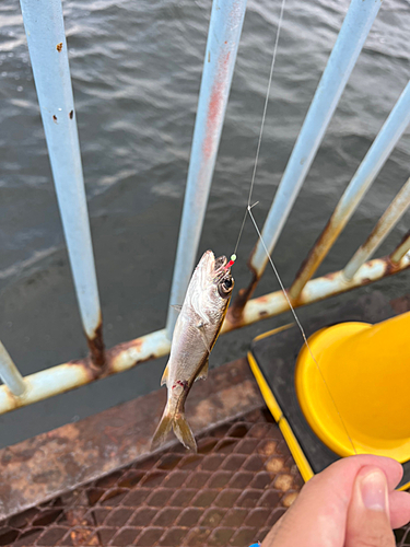 ソイの釣果