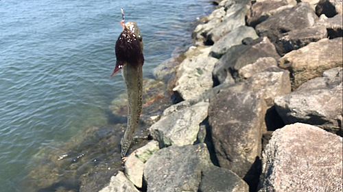 マハゼの釣果