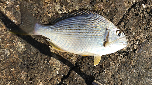 キビレの釣果