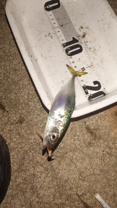 サバの釣果