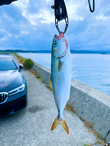 ヤズの釣果