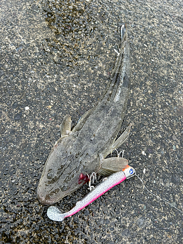 マゴチの釣果