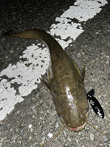 ナマズの釣果