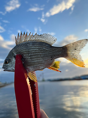 キビレの釣果