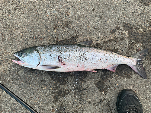 シロザケの釣果