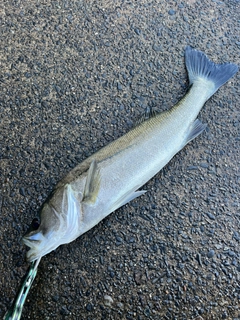 スズキの釣果