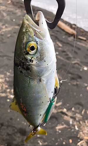 ワカナゴの釣果