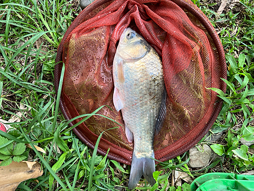 ヘラブナの釣果