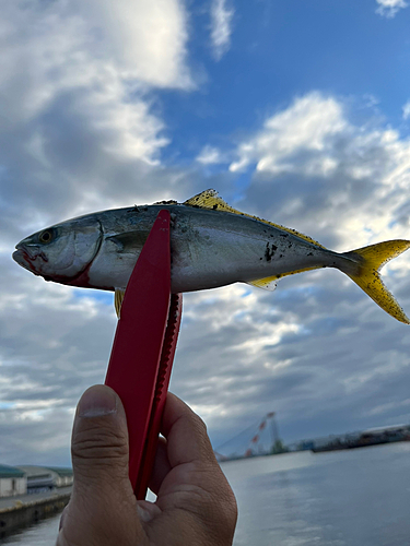 ツバスの釣果