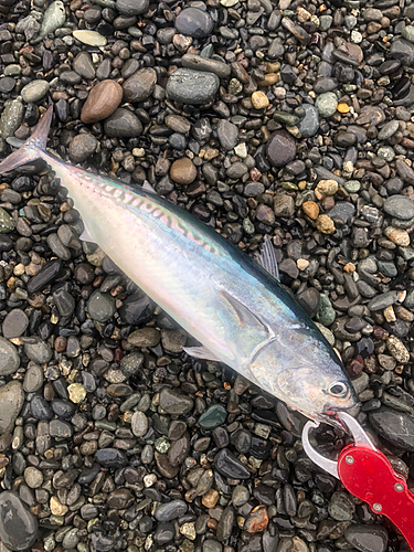 ソウダガツオの釣果