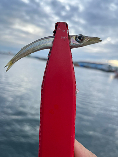 カマスの釣果