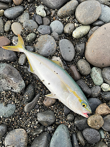 ワカシの釣果