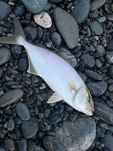 ショゴの釣果