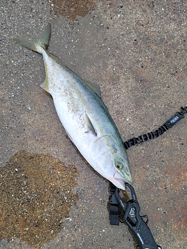 イナダの釣果