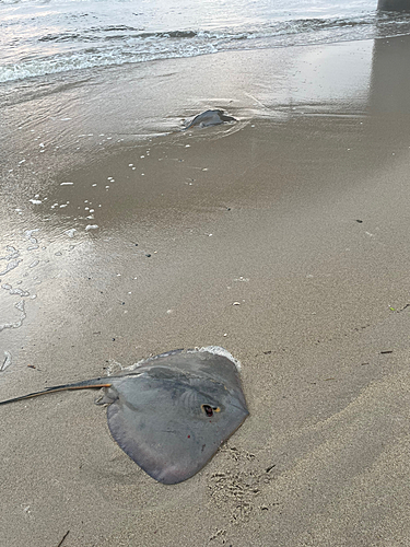 アカエイの釣果