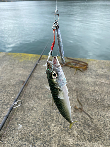 マサバの釣果