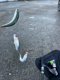 サバの釣果