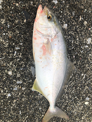 ショゴの釣果