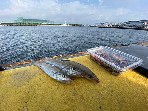 キスの釣果