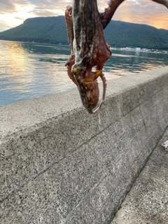 マダコの釣果