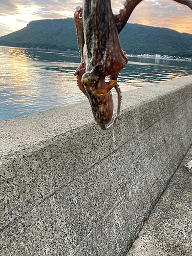 マダコの釣果