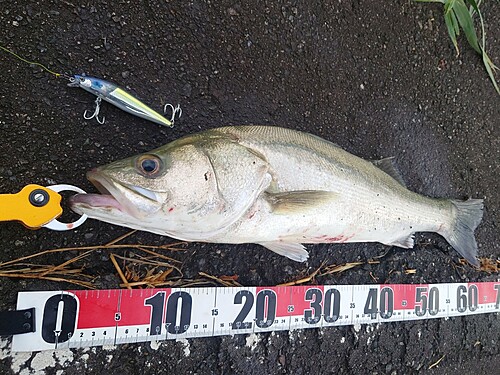 シーバスの釣果