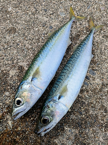 サバの釣果