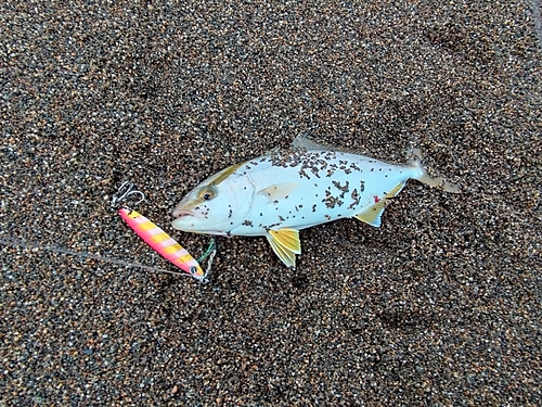 ワカシの釣果