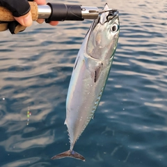 マルソウダの釣果