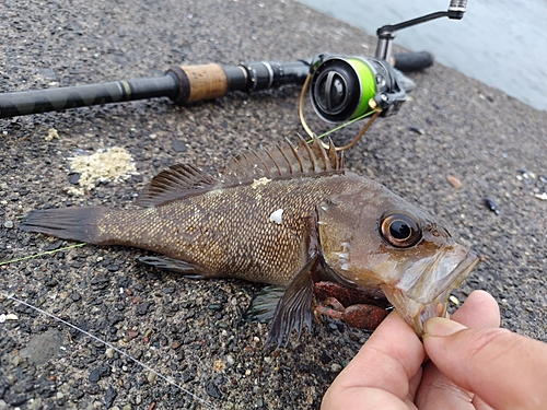 エゾメバルの釣果