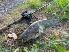 ナマズの釣果