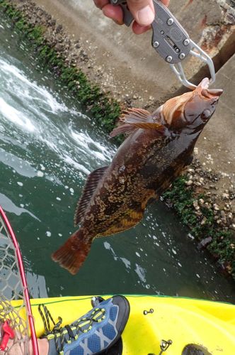 アイナメの釣果