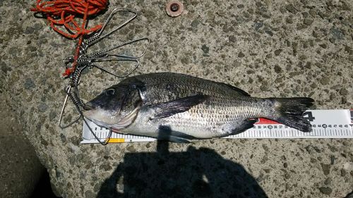 クロダイの釣果