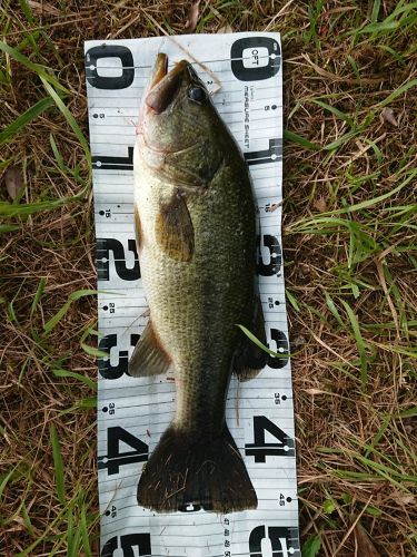 ブラックバスの釣果