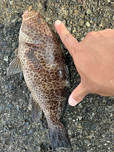 オオモンハタの釣果