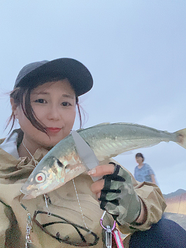 アオアジの釣果