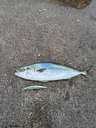 イナダの釣果