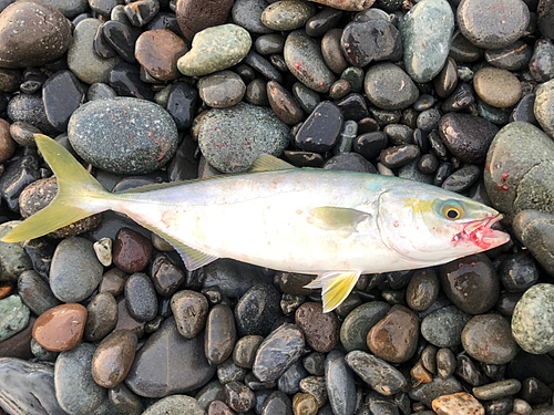 ワカシの釣果