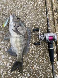 クロダイの釣果