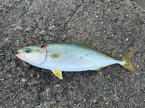 ツバスの釣果