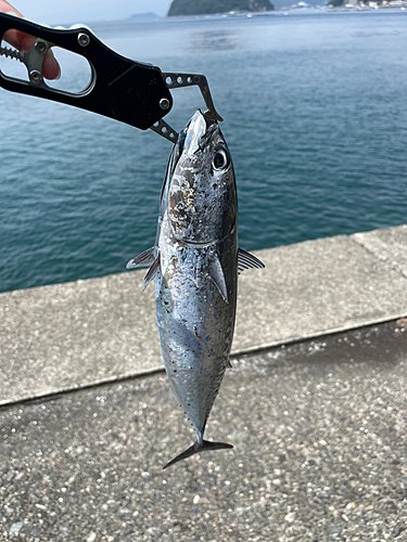 ソウダガツオの釣果