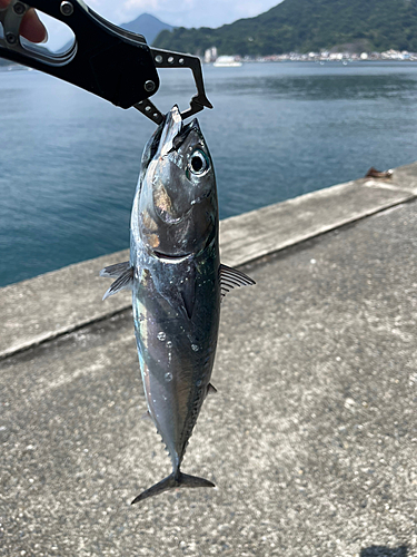 ソウダガツオの釣果